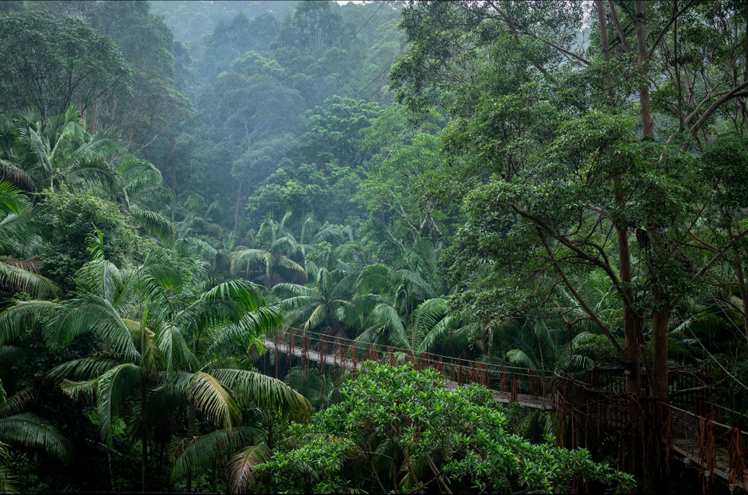 Dschungel Background