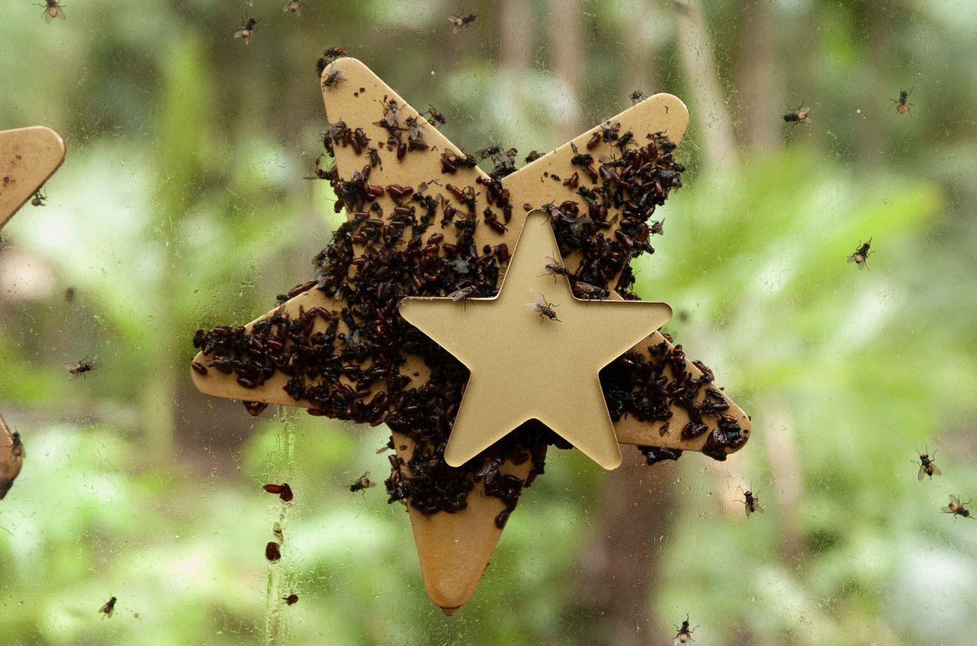 Dschungelstern mit Insekten